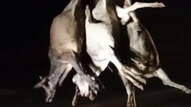 दुर्ग हादसा:- कंटेनर ने 8 गायों को रौंदा, ड्राइवर हिरासत में , बाफना टोल प्लाजा के पास हुई थी दुर्घटना, हिंदू संगठनों का प्रदर्शन।