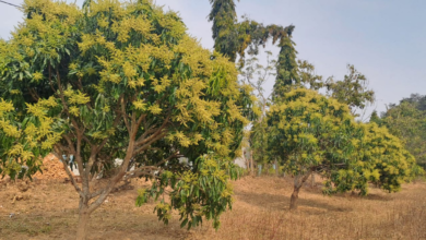 रायपुर : जशपुर की अमराइयों में बौरों की बहार, रिकॉर्ड उत्पादन की उम्मीद…