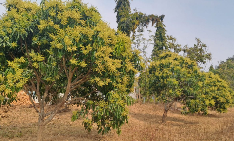 रायपुर : जशपुर की अमराइयों में बौरों की बहार, रिकॉर्ड उत्पादन की उम्मीद…