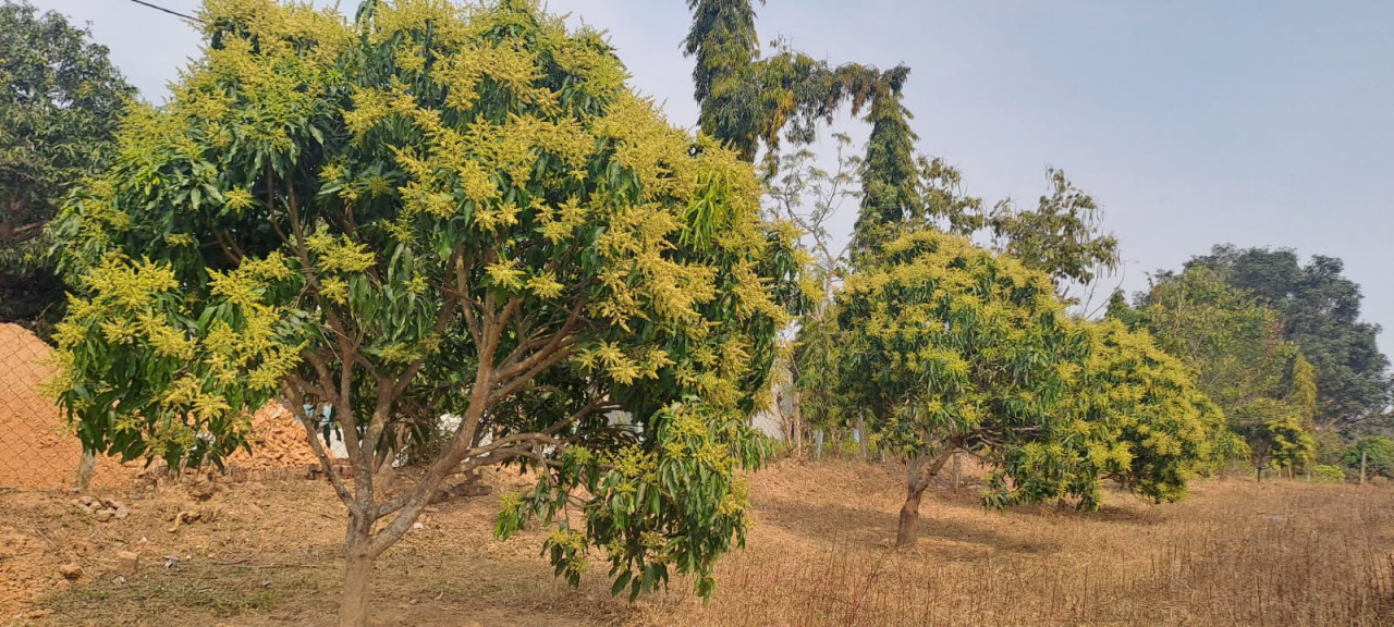 रायपुर : जशपुर की अमराइयों में बौरों की बहार, रिकॉर्ड उत्पादन की उम्मीद…