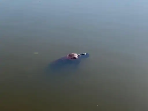 दुर्ग के पाटन तालाब में युवक का शव बरामद, होली मनाने ससुराल आया था; डूबने से मृत्यु की संभावना…