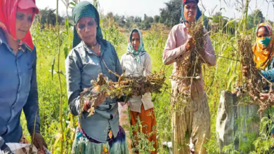 अफीम की खेती को लेकर सदन में हंगामा: स्थगन प्रस्ताव खारिज होते ही वेल में पहुंचे महंत, भूपेश समेत 29 विधायक निलंबित…