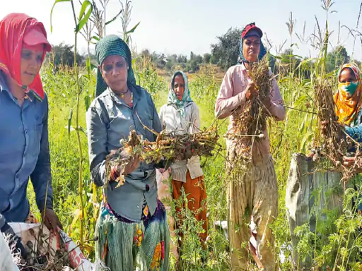 अफीम की खेती को लेकर सदन में हंगामा: स्थगन प्रस्ताव खारिज होते ही वेल में पहुंचे महंत, भूपेश समेत 29 विधायक निलंबित…