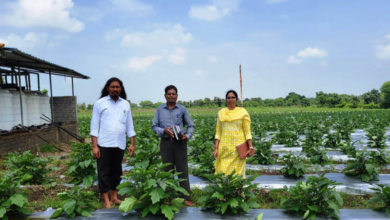 रायपुर : ग्राफ्टेड बैगन से 16 लाख रूपए की आमदनी…