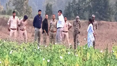 बलरामपुर में भाजपा नेता की निगरानी में अफीम की खेती: 5 एकड़ में फूलों की आड़ में उगाई जा रही थी फसल, झारखंड से बुलाए गए मजदूर…