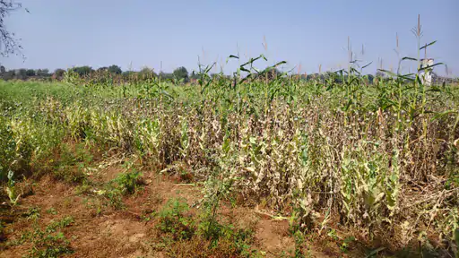 दुर्ग में अफीम की खेती का मामला: कृषि विस्तार अधिकारी सस्पेंड, नोटिस के जवाब में कहा– बिजली की फेंसिंग और आवारा जानवरों के कारण नहीं कर पाई निरीक्षण…