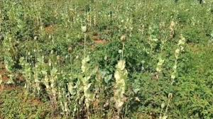 अफीम खेती मामला: समोदा क्षेत्र में अवैध कब्जों पर जांच रिपोर्ट अब तक जमा नहीं कर पाई टीम…