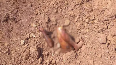 रायपुर में युवक की क्षत-विक्षत लाश मिली: हाथ-पैर बाहर, टैटू से हुई पहचान, 1 महीने पुराना नरकंकाल भी बरामद… रायपुर में युवक की क्षत-विक्षत लाश मिली: हाथ-पैर बाहर, टैटू से हुई पहचान, 1 महीने पुराना नरकंकाल भी बरामद…