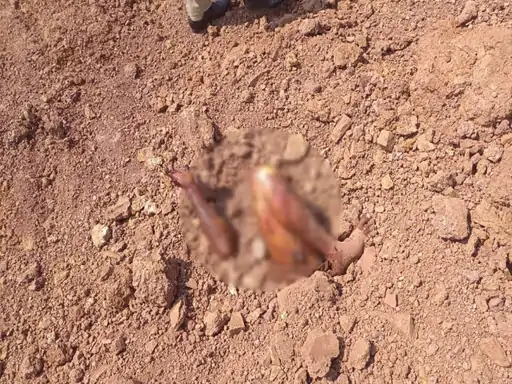 रायपुर में युवक की क्षत-विक्षत लाश मिली: हाथ-पैर बाहर, टैटू से हुई पहचान, 1 महीने पुराना नरकंकाल भी बरामद…