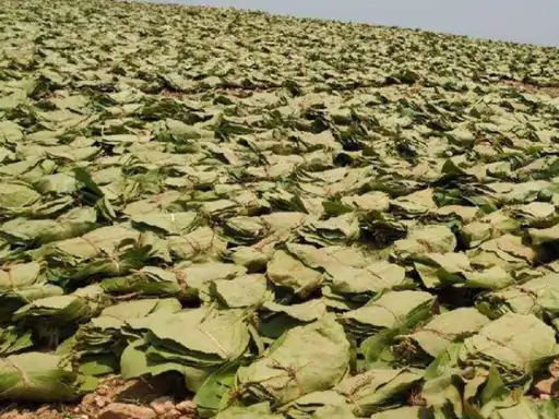 तेंदूपत्ता घोटाला: 6900 रुपए के बोरे 3000 में बेचे, 1600 करोड़ की एफडी ‘साफ’; 450 करोड़ के कर्ज में डूबा वनोपज संघ…