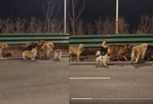 चीन में चोरी हुए 7 कुत्ते चलते ट्रक से भाग निकले, 17 KM का सफर तय कर अपने मालिकों के पास पहुंचे…