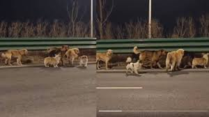 चीन में चोरी हुए 7 कुत्ते चलते ट्रक से भाग निकले, 17 KM का सफर तय कर अपने मालिकों के पास पहुंचे…