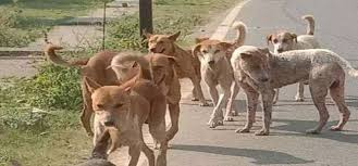 रायपुर : वन्यप्राणियों की सुरक्षा के लिए सख्ती वन क्षेत्रों में आवारा कुत्तों के प्रवेश पर रोक…